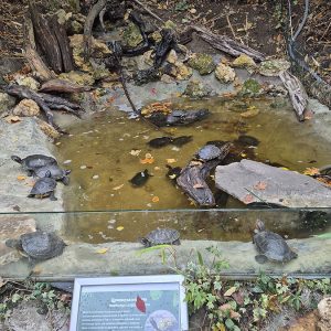 JAVNI AKVARIJUM I TROPIKARIJUM HK3 (19)