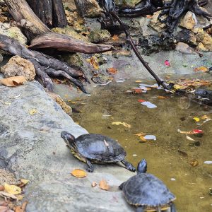 JAVNI AKVARIJUM I TROPIKARIJUM HK3 (27)