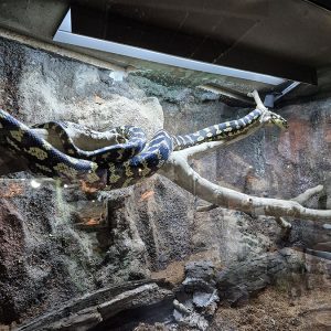 JAVNI AKVARIJUM I TROPIKARIJUM HK3 (31)