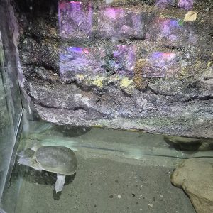 JAVNI AKVARIJUM I TROPIKARIJUM HK3 (33)