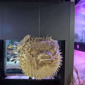 JAVNI AKVARIJUM I TROPIKARIJUM HK3 (34)