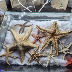 JAVNI AKVARIJUM I TROPIKARIJUM HK3 (35)