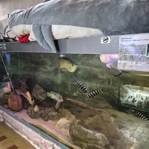 JAVNI AKVARIJUM I TROPIKARIJUM HK3 (36)