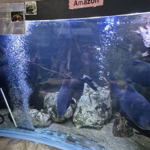 JAVNI AKVARIJUM I TROPIKARIJUM HK3 (37)