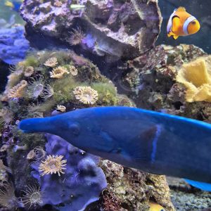 JAVNI AKVARIJUM I TROPIKARIJUM HK3 (38)