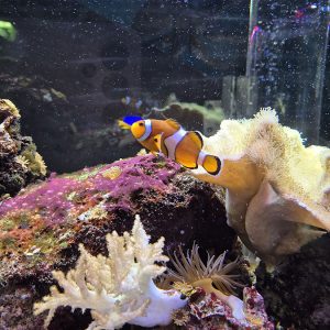 JAVNI AKVARIJUM I TROPIKARIJUM HK3 (39)