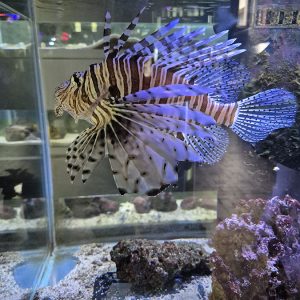 JAVNI AKVARIJUM I TROPIKARIJUM HK3 (40)