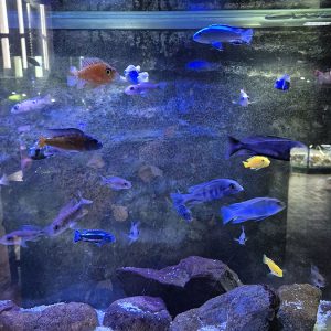 JAVNI AKVARIJUM I TROPIKARIJUM HK3 (41)