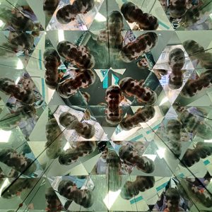 MUZEJ ILUZIJA HK7 (56)