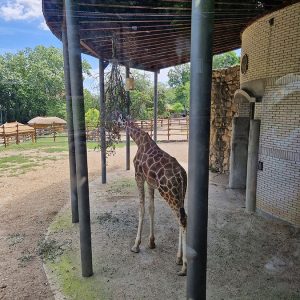 IZLET - ZOO VRT HK7 (88)