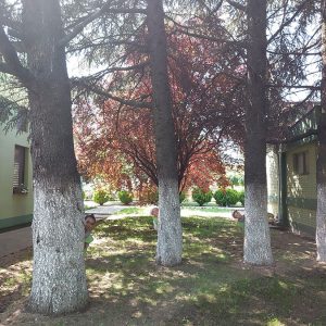 TAMIŠKI KONACI HK9 (6)